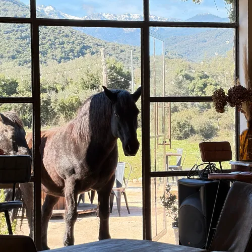 cuisine corse auberge a stadda