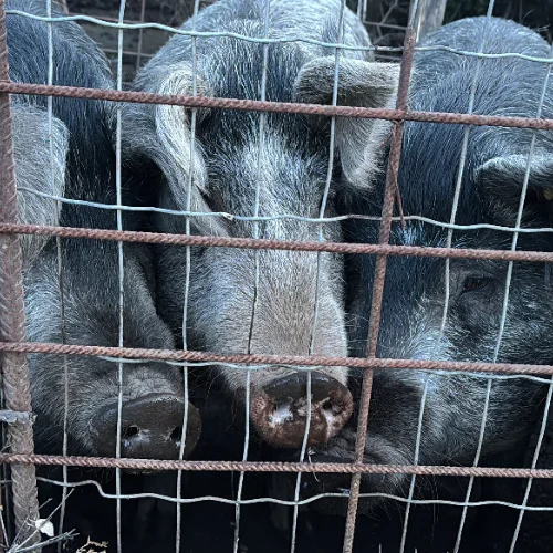 cuisine corse auberge a stadda