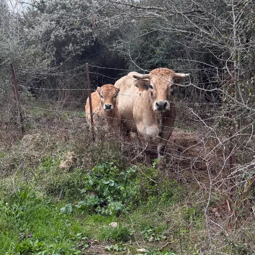 cuisine corse auberge a stadda