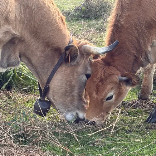 cuisine corse auberge a stadda